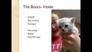 Medical Treatment for Cats on a Shoestring Budget  conference recording [upl. by Zoie398]