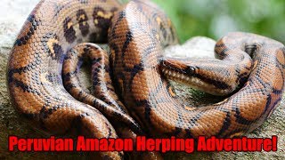 Herping for Redtailed Boas and Rainbow Boas in Peru [upl. by Edmonda357]