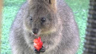 Quokka eating a strawberry [upl. by Mishaan]