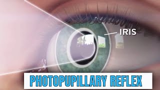 What is Pupillary Light Reflex or PLR [upl. by Letrice148]