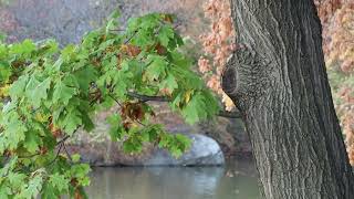 SAN REMO buildingOak bridge at sundownCentral parkNYC election day peak foliage115244K60P [upl. by Arema]