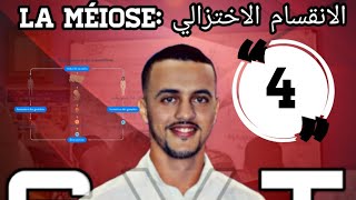 الانقسام الاختزالي 4 التخليط الصبغي le brassage chromosomique [upl. by Akram343]