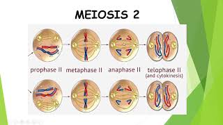 Meiosis Part 2 [upl. by Ynohtnaed]