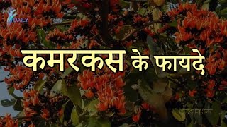 Health Benefits of kamarkas  कमरकस के फायदे  Kamarkas Benefits [upl. by Sapienza282]