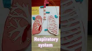 Respiratory system respiration Human its jinkal art 🫁 [upl. by Persian]