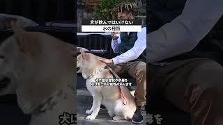 犬が飲んではいけない水の種類 犬 雑学 [upl. by Savitt]