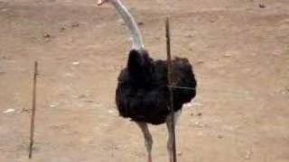 Ostrich War Dance [upl. by Ninaj]