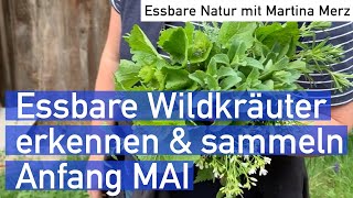 Essbare Wildkräuter selber erkennen und sammeln Anfang Mai [upl. by Jehovah]