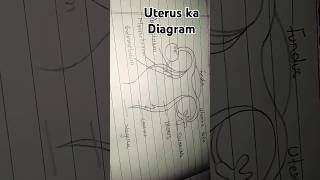 Uterus ka diagram drawing art howtodraw easydrawing draw music [upl. by Akenit]