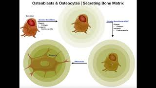 Functions of Osteoblasts amp Osteocytes  Organization of the Osteon [upl. by Nylodnarb]