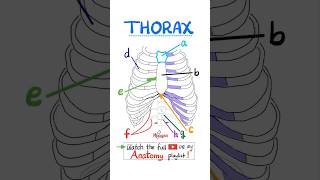 Anatomy of the Thorax science anatomy mbbs biology nurse doctor neuroanatomy nclex usmle [upl. by Ayt]