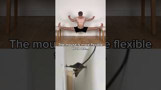 Whos the most flexible  💪🐭 mobility workout training exercise amazing stretch flexibility [upl. by Teddy900]