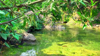 Gurgling Sound of Beautiful Stream in Deep Forest Forest Birds Chirping Nature Sounds White Noise [upl. by Minna653]