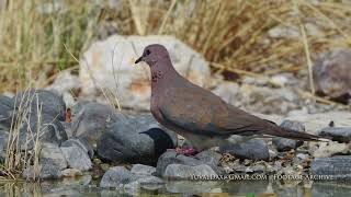 Laughing Dove palm dove  Spilopelia senegalensis צוצלת [upl. by Langelo]