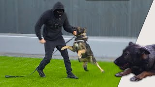 German Shepherd Protects The Family  Ep2 [upl. by Brunhilde]