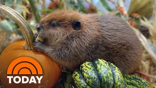 Nibi the beaver gets lifechanging news during TODAY interview [upl. by Teerprah]