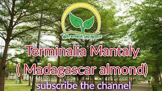 Terminalia Mantaly  Madagascar almond  KhetiBadiTV Rajesh Saini [upl. by Ahsiemat]