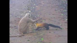 Yellowthroated martens launch a ferocious attack on a langur [upl. by Cirri]