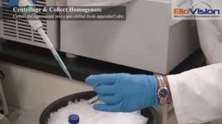 Tissue Homogenization Video  Biovision Inc [upl. by Llehcear]