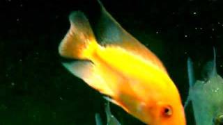 Diablo the Red DevilMidas Cichlid on the Attack [upl. by Adnaloy105]