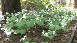 Learning About Trillium [upl. by Jaycee]