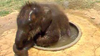 Cute Baby Elephant Plays In a Drinking Basin [upl. by Edina]