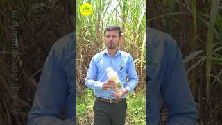 Sugarcane Special NPK Consortia  Bio Fertilizer for Sugarcane  ऊस स्पेशल [upl. by Shiff944]