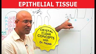 Epithelial Tissue  Structure amp Function🩺 [upl. by Shugart]