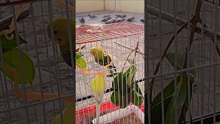 cute budgies funny activity  lovely bird  Budgies cage  Parakeet cages 🦜🦜🐤🐤🕊️🕊️🐦🐦 ll [upl. by Eniaj532]