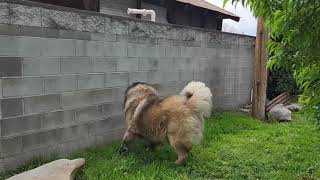 The Incredible Strength of the Caucasian Shepherd Dog [upl. by Edmondo]