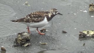 Ruddy Turnstone  Arenaria interpres  Feeding in Spring 2024 [upl. by Mitinger]