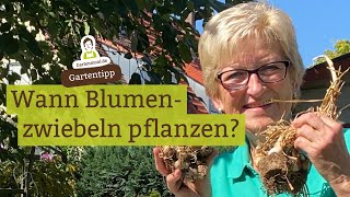 Wann Blumenzwiebeln pflanzen Kaiserkrone Narzissen Tulpen Hyazinthen [upl. by Asalocin268]