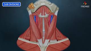 Anterior Triangle of Neck Animated Video [upl. by Donaugh603]