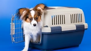 Teaching your Dog or Puppy to Enjoy the Crate  Thriving Canine [upl. by Einahpad]