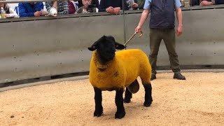 Lanark Suffolks sale 2024 Did we get any 👌 [upl. by Allwein]