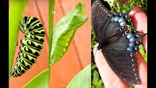 Shocking Catterpillar  Black Swallowtail [upl. by Wershba]