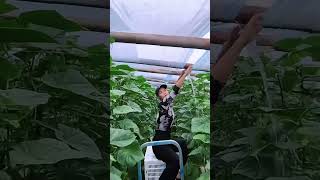 Sit On Running Rail Cart To Drag Film Avoid Rainwater Coming Inside Ruining Cucumber In Greenhouse [upl. by Mcintyre]