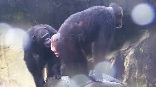 又再吵架😆🤣🐵🐵Chimpanzee IntelligenceWildlife Rescue StoriesFunny Animal ClipsAnimal Learning [upl. by Etteyniv]