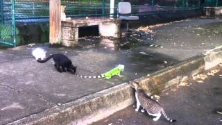 Four cats vs an iguana [upl. by Sweyn]