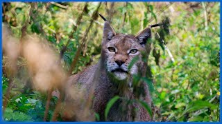 Lupi e Lince in Civitella Alfedena nel Parco Nazionale dAbruzzo Lazio e Molise [upl. by Maer769]