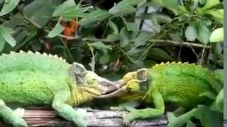 Watch this incredible footage of 2 male Chameleons fighting for territory [upl. by Assirram]