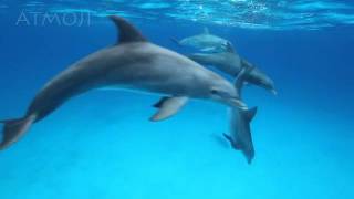 Bottlenose Dolphins [upl. by Philis585]