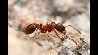 nemaplus®  House  Garden Biocontrol of Ants with beneficial nematodes [upl. by Halullat461]