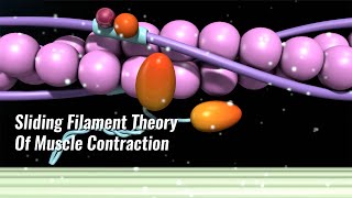 Sliding Filament Theory Of Muscle Contraction Explained [upl. by Sethrida]