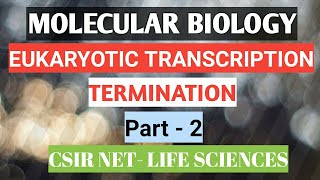 Transcription termination in eukaryotes  Eukaryotic transcription part 2 [upl. by Ydnic735]