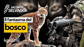 La lince è tornata in Italia anche sesono solo 5 esemplari Ma dove è possibile vederla [upl. by Anohsal786]