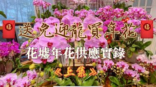 送兔迎龍🐉2024118 花墟實錄（上集）逛花墟買年花前必看視頻｜看完視頻才去花墟買年花包省時省錢｜瞭解蘭花種類｜蘭花組盆款式｜各種特色賀年花和盆栽 [upl. by Volny]