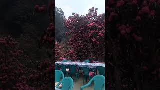 Poonhill Rhododendron viralvideo shorts trending songbollywood flowers naturalbeautyforest [upl. by Hctim]