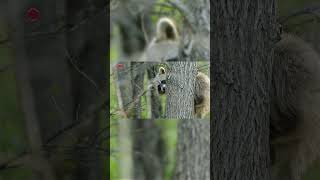 Real Raccoon Sounds  High Quality  Cute Raccoon Sound Experience  4K shorts [upl. by Meaghan]