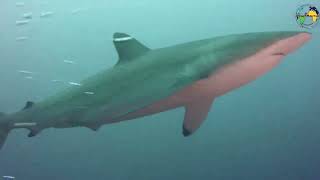 Shark diving Cocos Island National Park Costa Rica [upl. by Ilak]